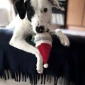 Serge Blanchard-chien  noel.jpg