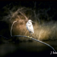 Aigrette.jpg