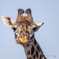 anneFgirafe.jpg