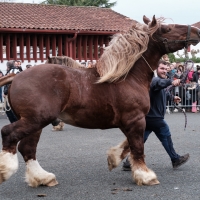 Concours-de-chevaux-de-trait_Laurent_Estreboou.jpg