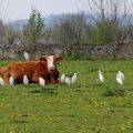 Edith Escal Aigrettes Garde-boeuf.jpg