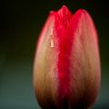 Serge Blanchard-tulipe.jpg
