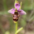 JM PONTACQ _Orchide 2.jpg