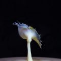 31_Collision-gouttes_2023.jpg
