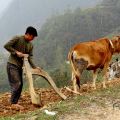 avec charrue en bois Vietnam .jpg