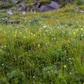 1 Fleurs sous eau Jean C. 2024-06-20.jpg